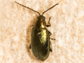 Phyllotreta nigripes